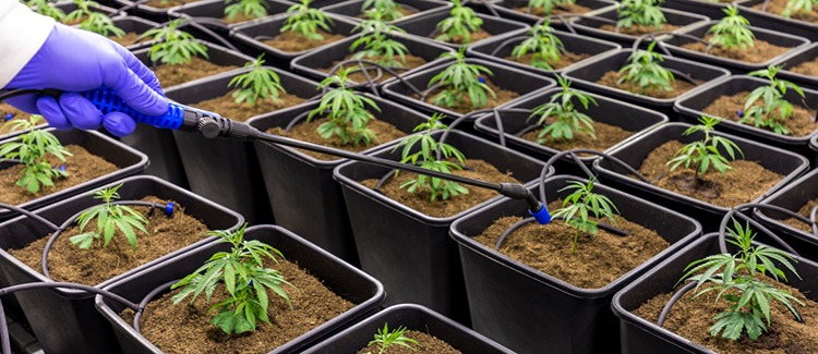 Proceso evolutivo de técnicas de cultivo